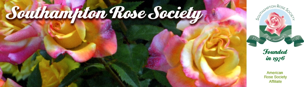 Portrait Of A Rose Garden Southampton Rose Societysouthampton